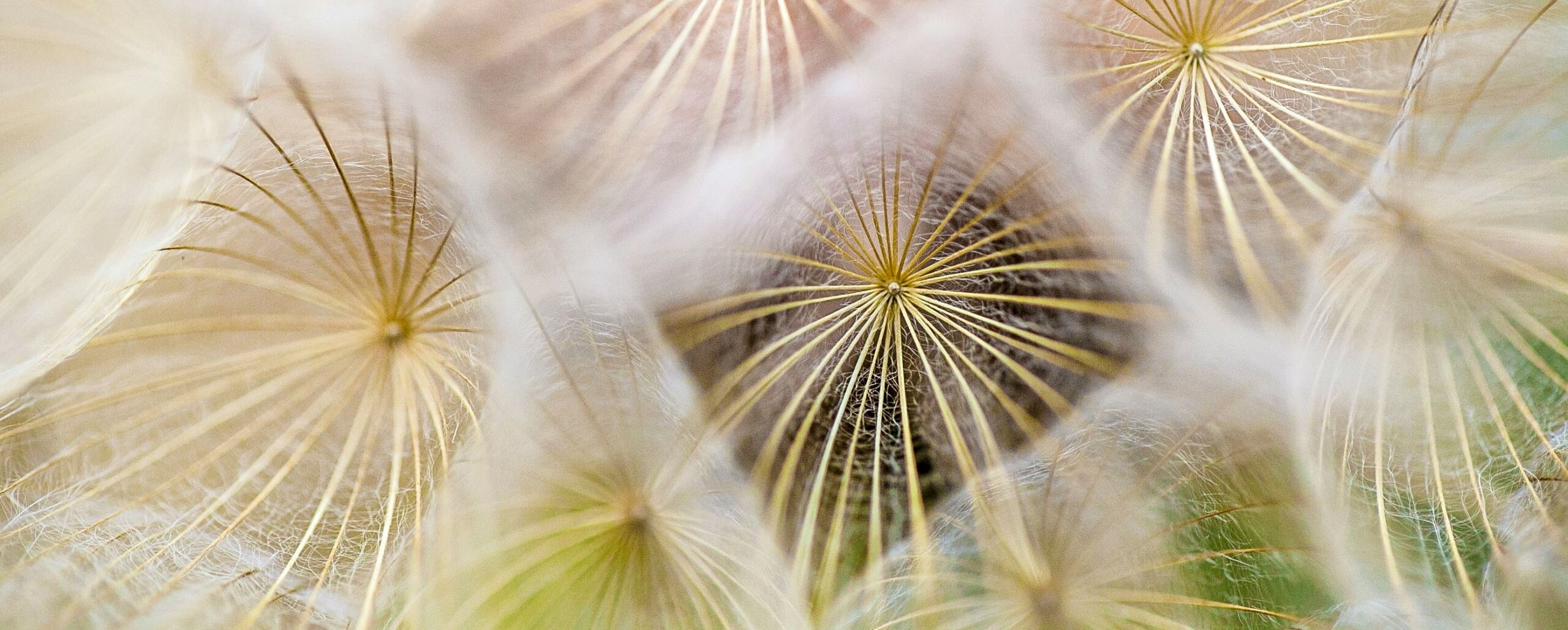 fiore